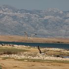 Die Kroatische Küste - vom Meer in die Berge