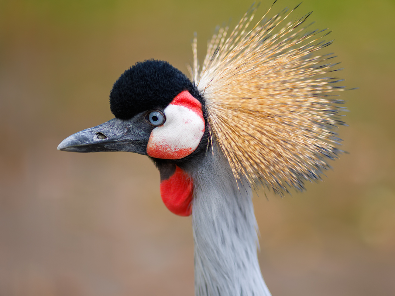 Die Krönung des Zoobesuchs