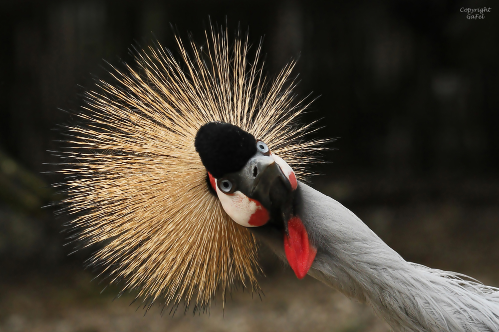 Die Krönung von Hagenbeck