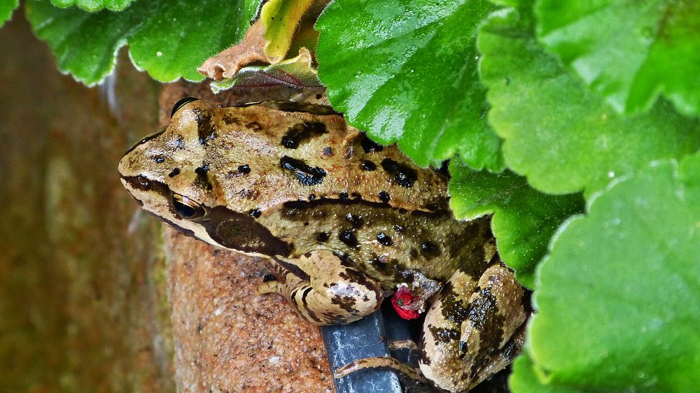 die Kröte 3 Foto &amp; Bild | frösche, natur, tiere Bilder auf fotocommunity