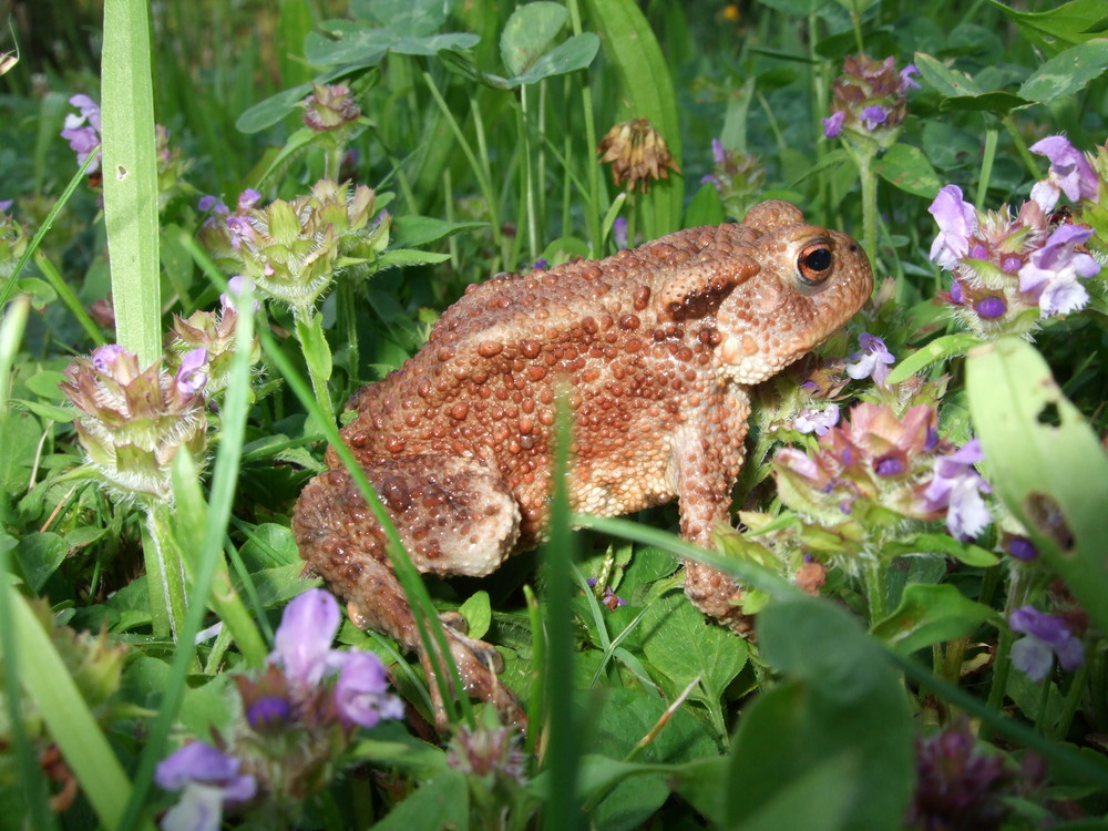 Die Kröte im Garten.... Foto & Bild tiere, wildlife, wildlife