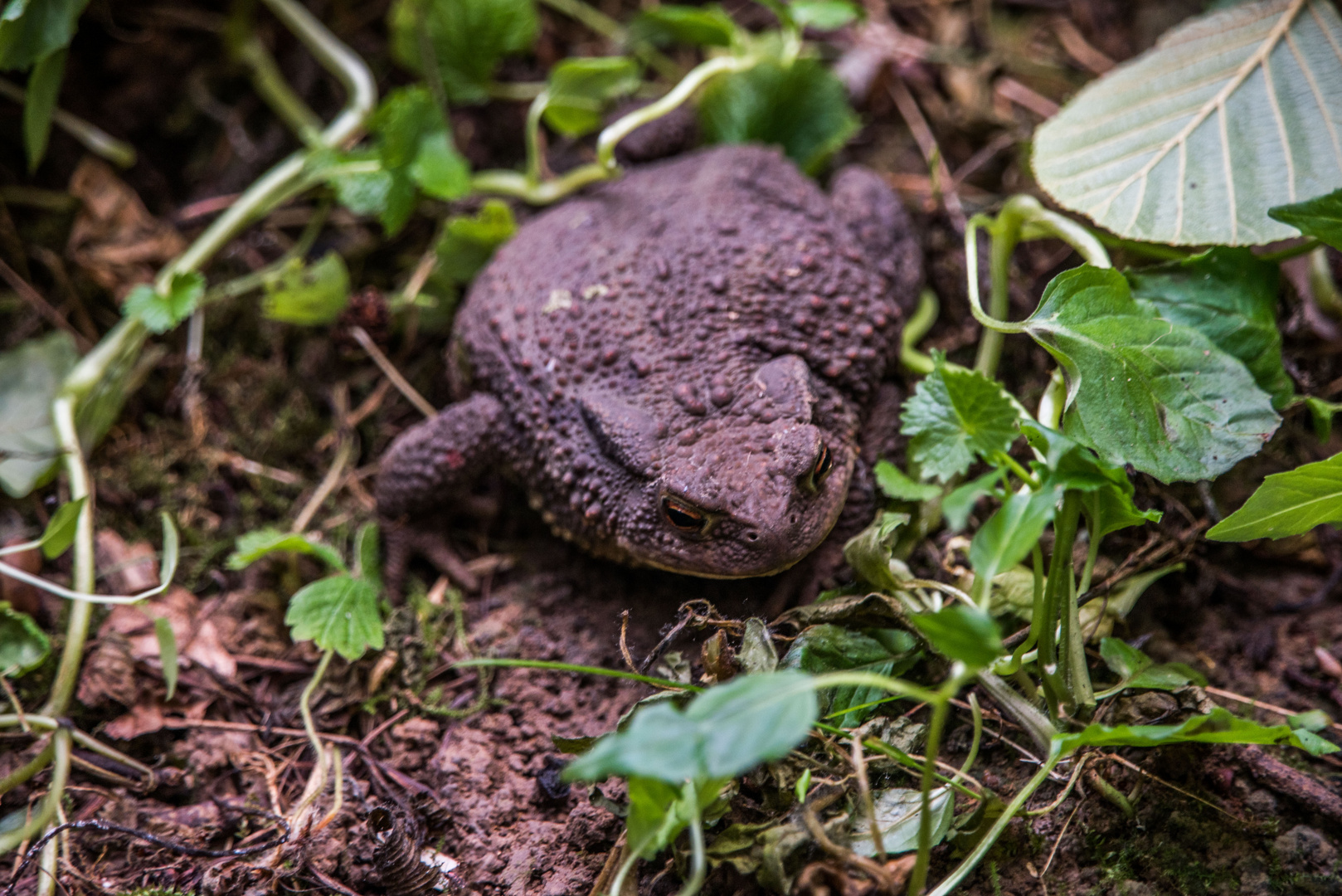 Die Kröte in meinem Garten