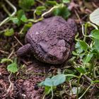 Die Kröte in meinem Garten