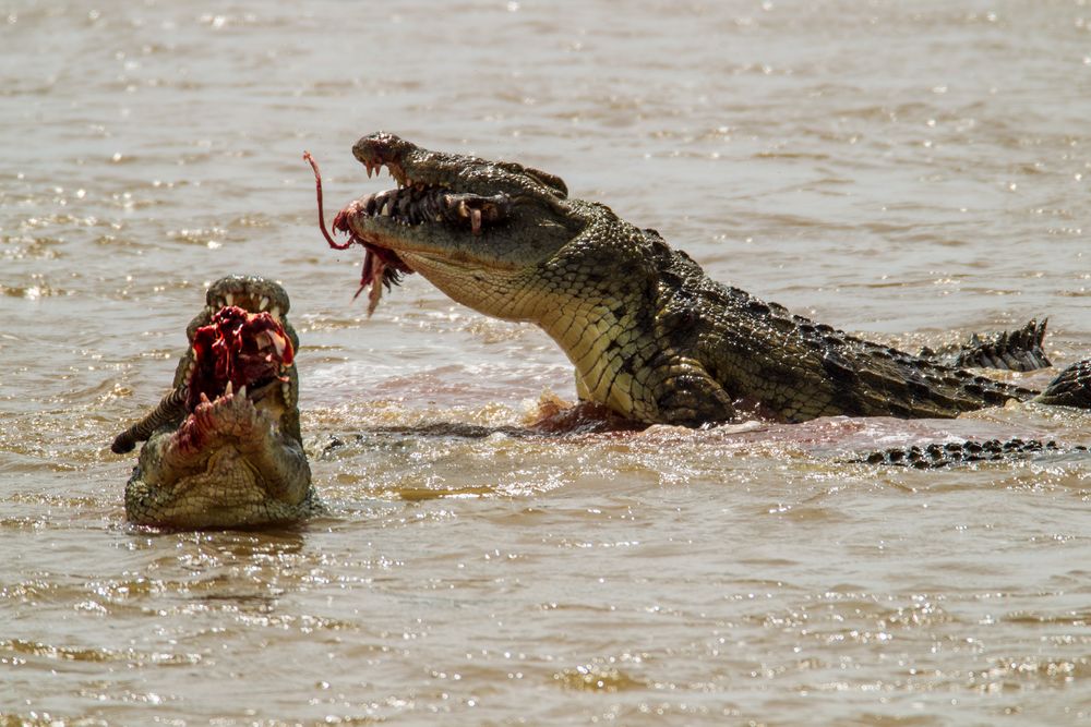 Die Krokodile haben....