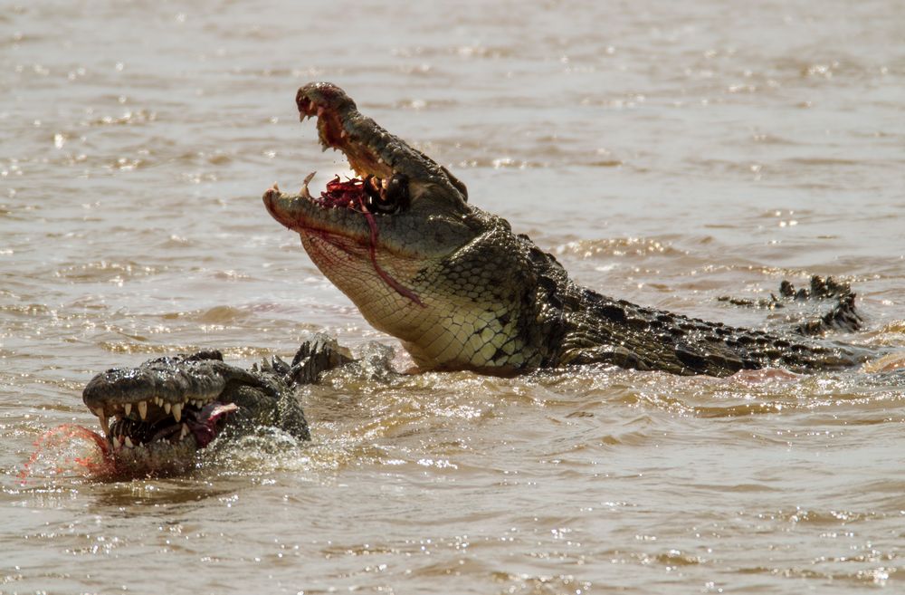 Die Krokodile haben zugeschlagen