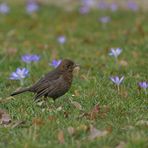 Die Krokus – Amsel