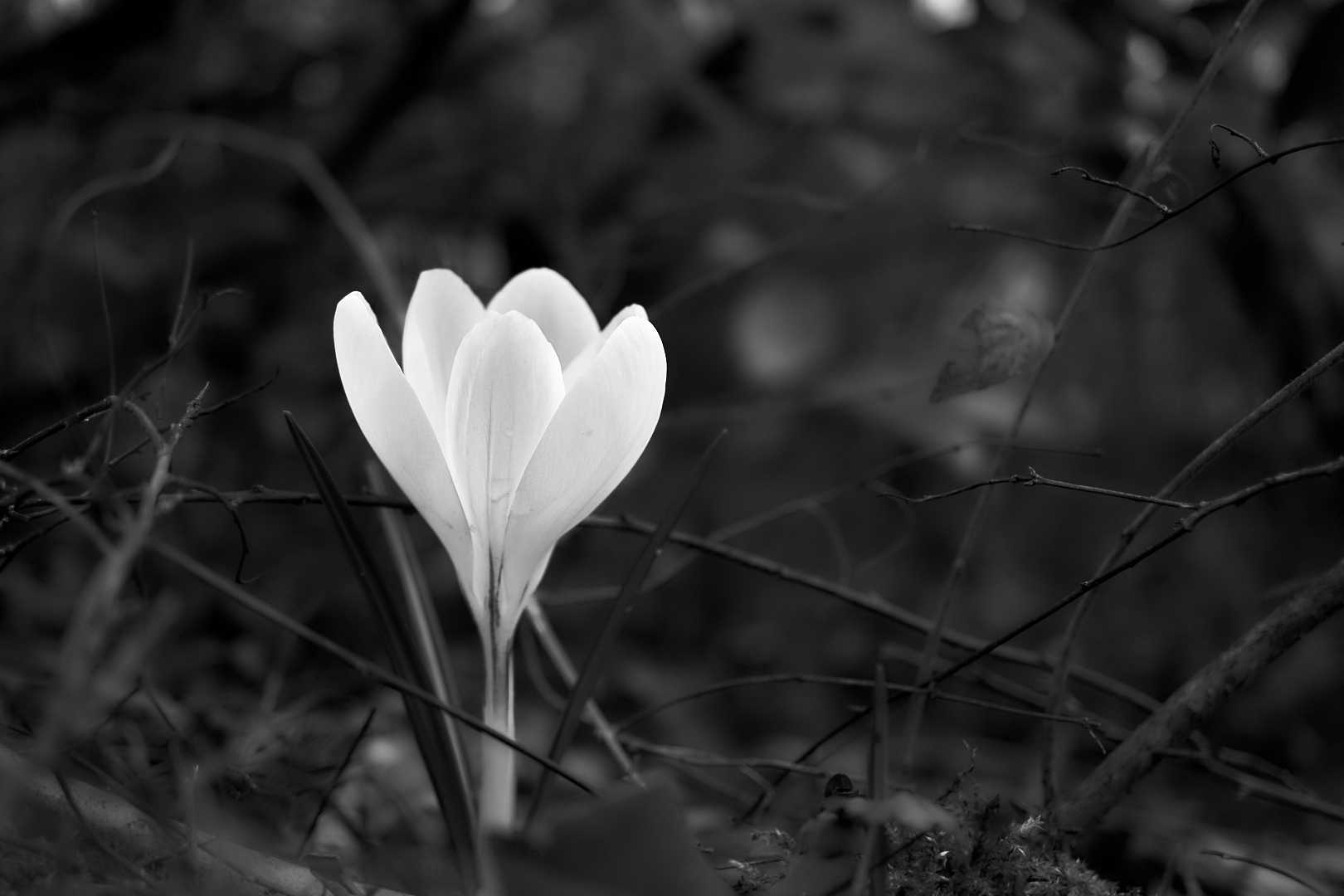 Die Krokusblüte