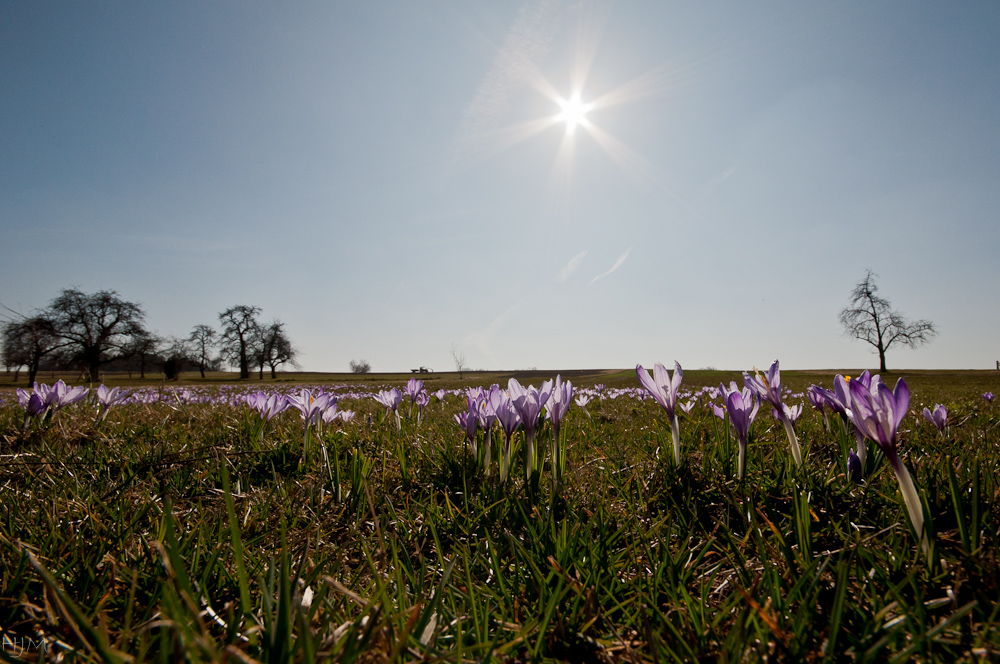 Die Krokusblüte beginnt