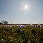 Die Krokusblüte beginnt