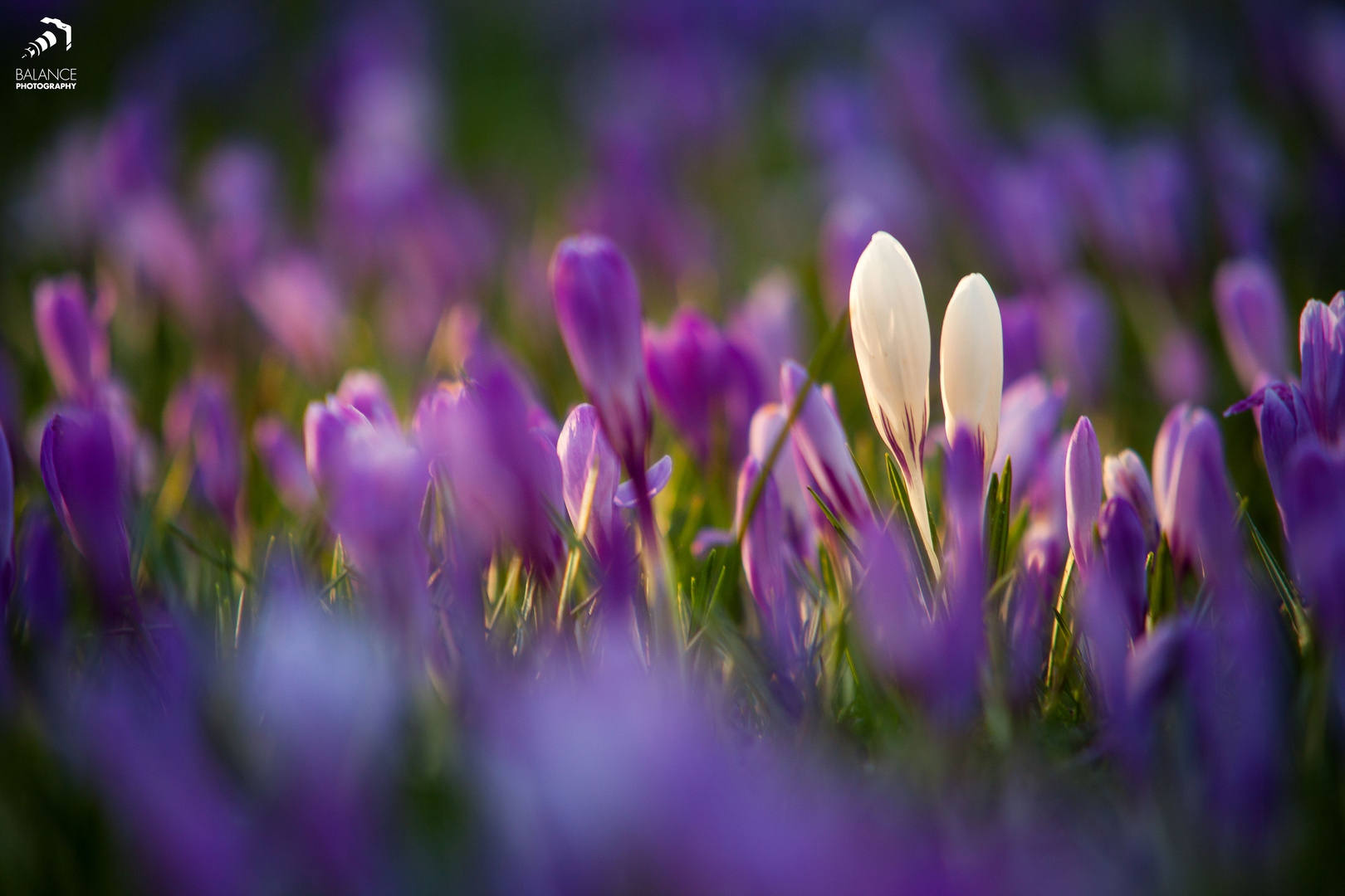 Die Krokusblüte im Schlosspark Husum