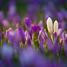 Die Krokusblüte im Schlosspark Husum