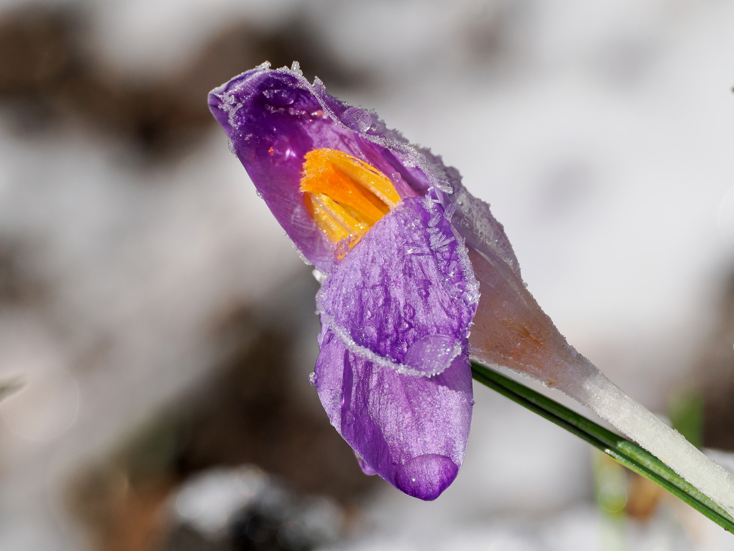 Die Krokusblüte mag das Eis auch nicht