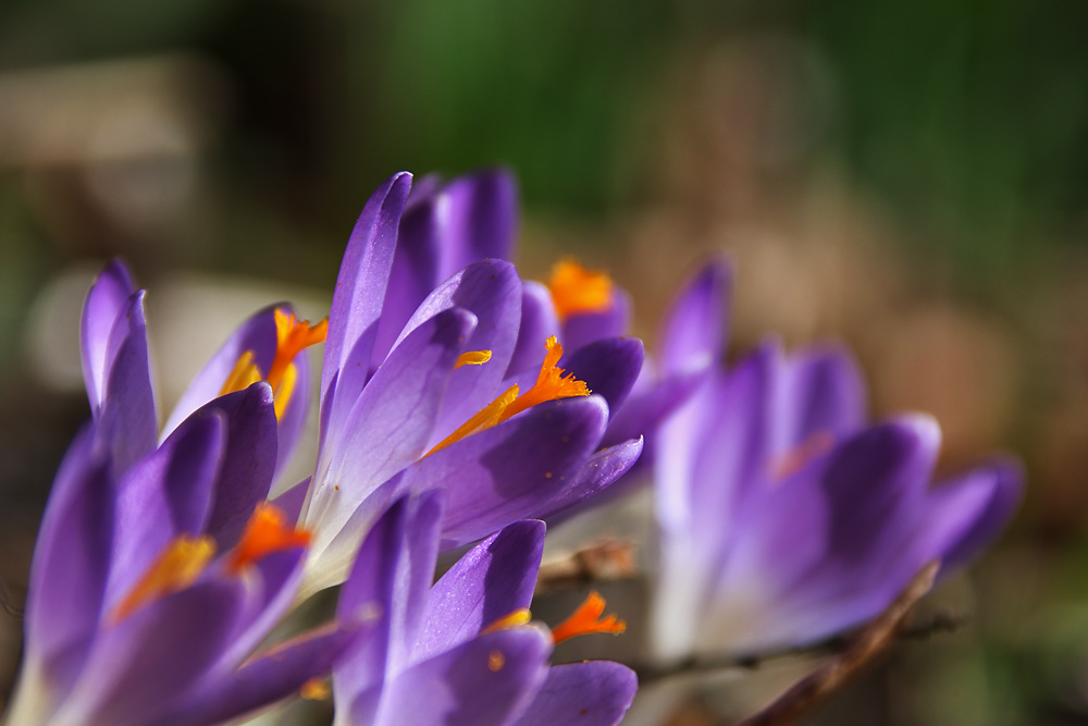 die Krokusse begrüßen das Frühjahr Foto & Bild pflanzen, pilze