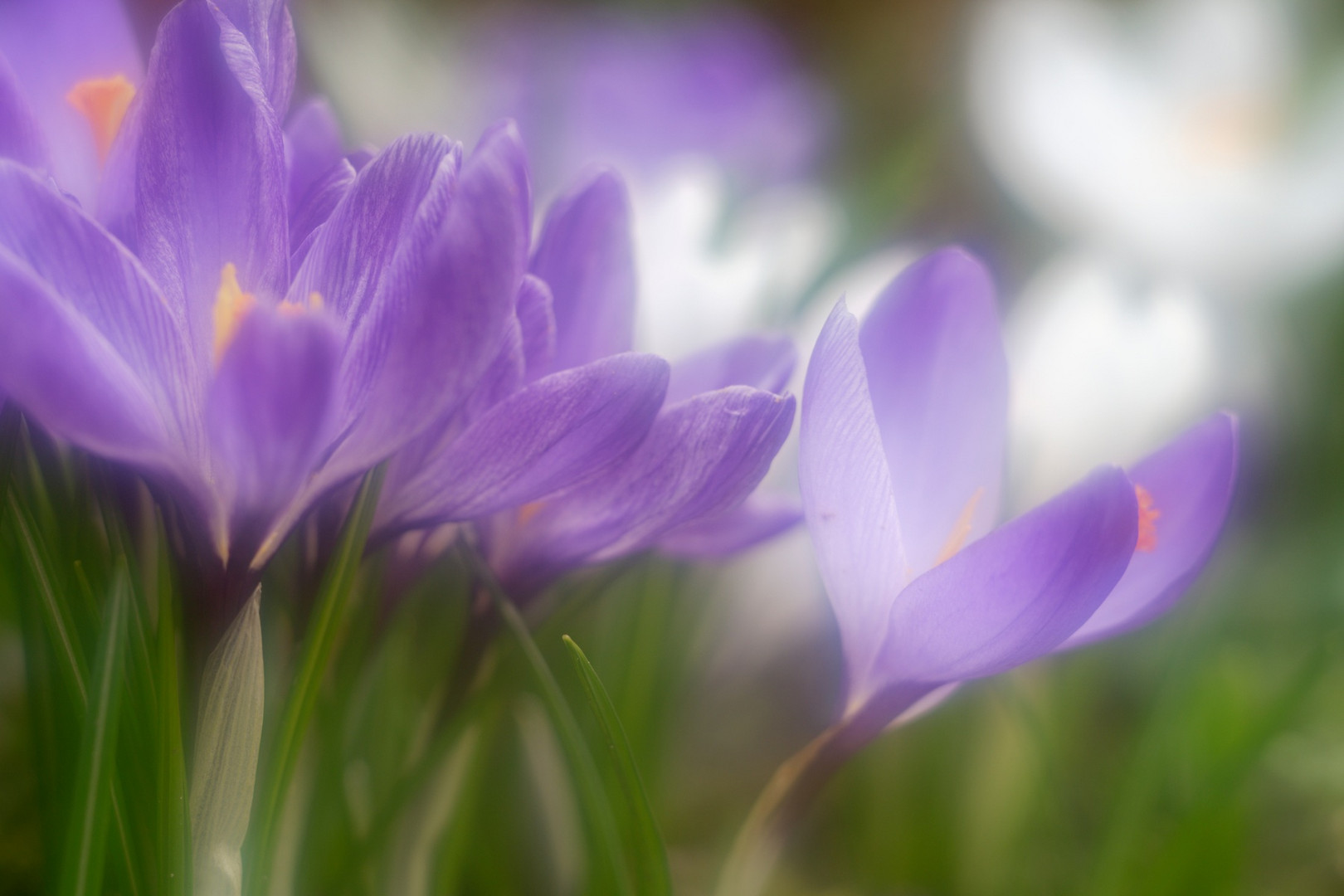 die Krokusse blühen.....