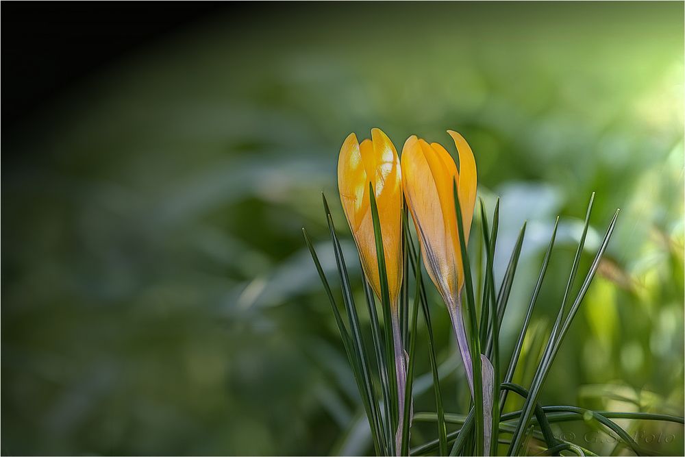 Die Krokusse blühen.......