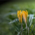 Die Krokusse blühen.......