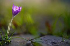 Die Krokusse boxen sich überall durch, auch am Gehweg