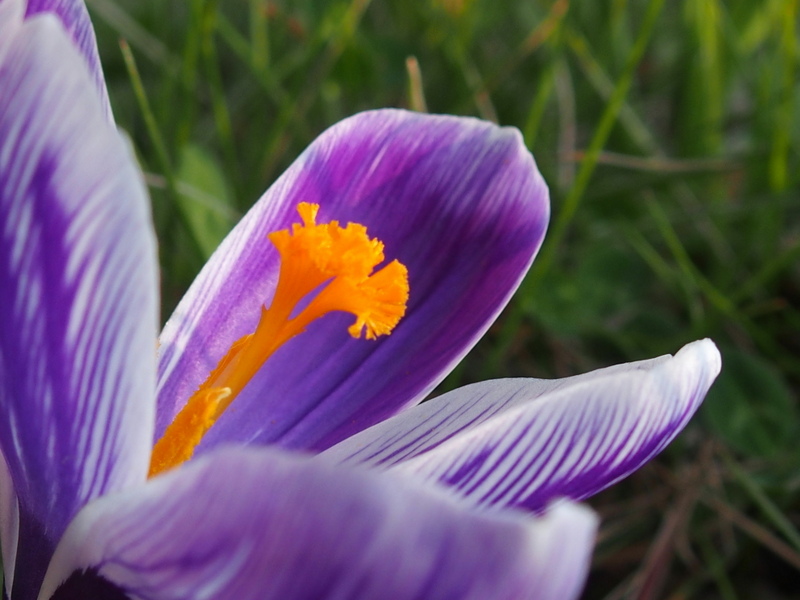 Die Krokusse bringen Farbe in den Garten