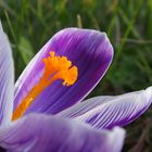 Die Krokusse bringen Farbe in den Garten