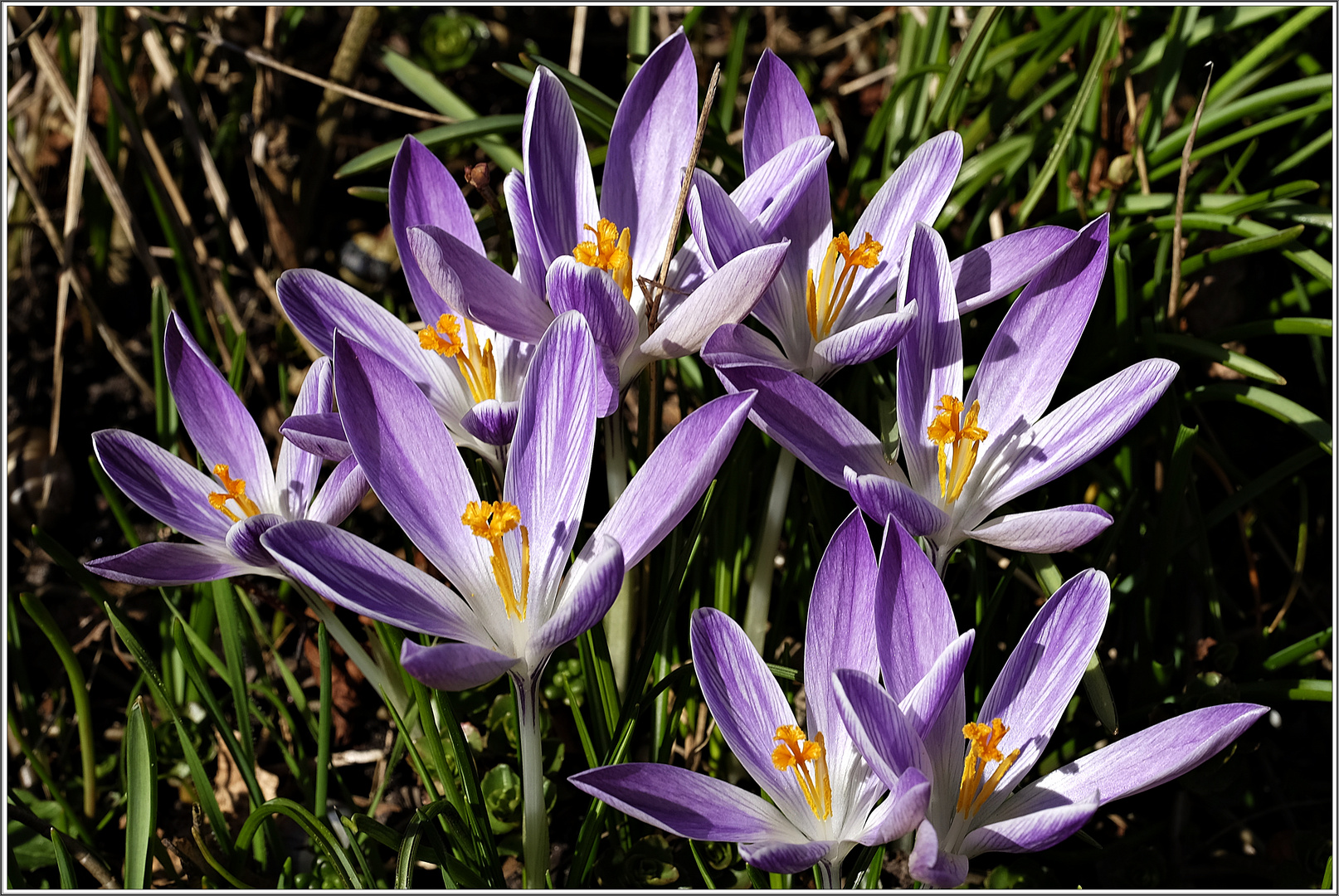 Die Krokusse durften sich am 11. März über ein Sonnenbad freuen