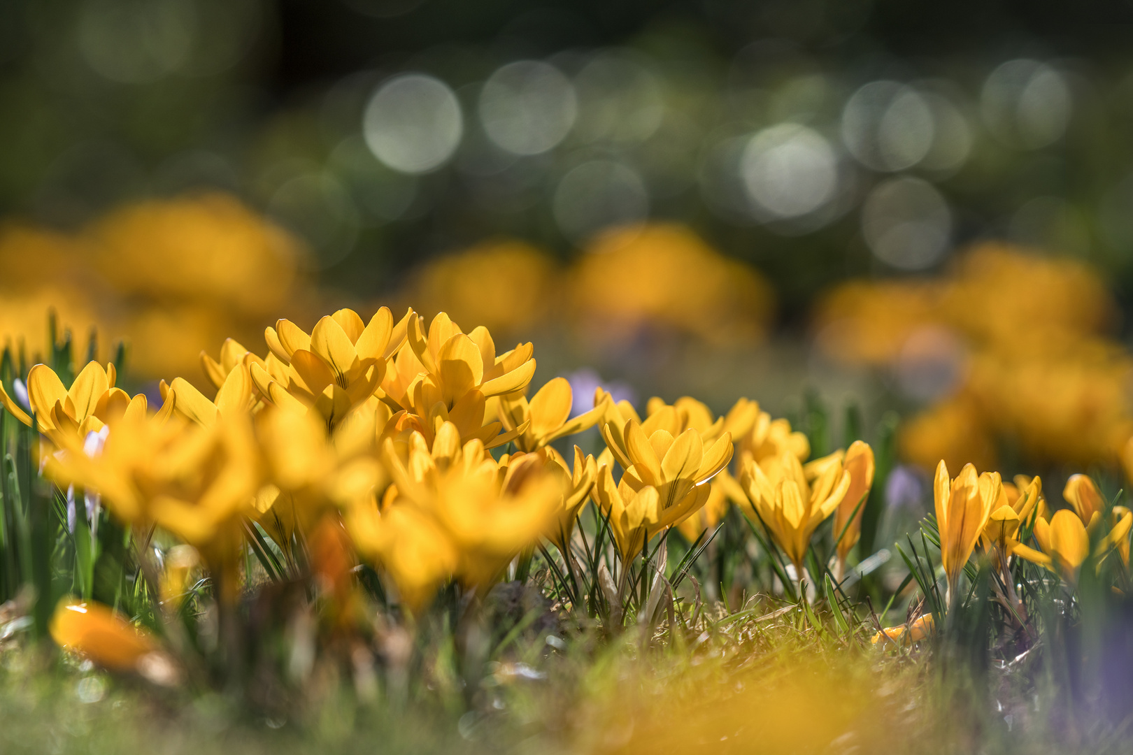 Die Krokusse