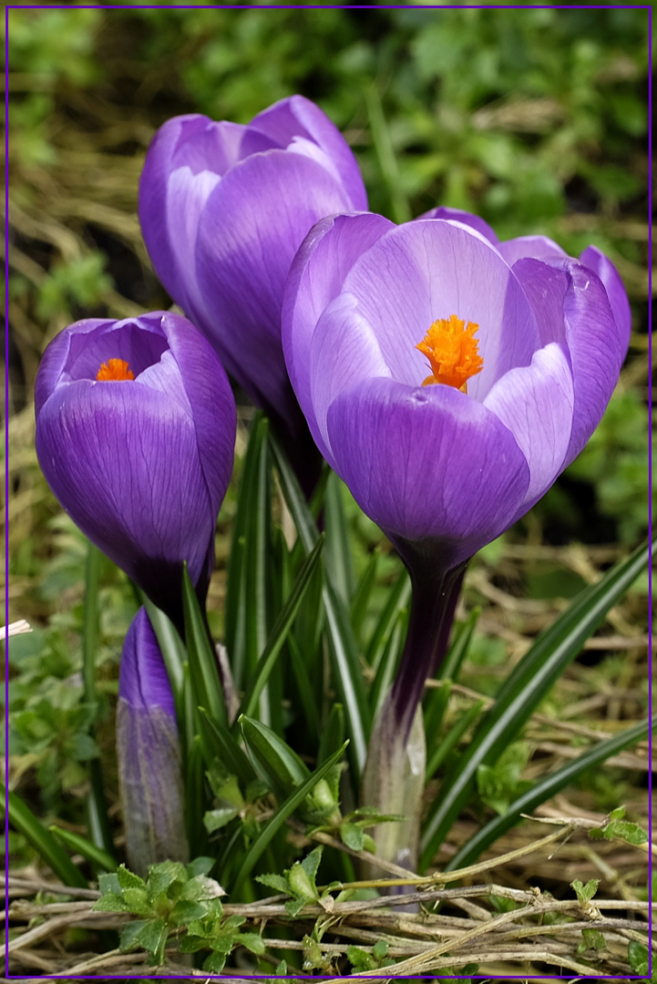 Die Krokusse haben nun ihren Winterschlaf beendet