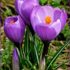 Die Krokusse haben nun ihren Winterschlaf beendet