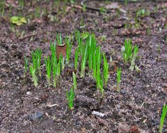 Die Krokusse im Hintergrund