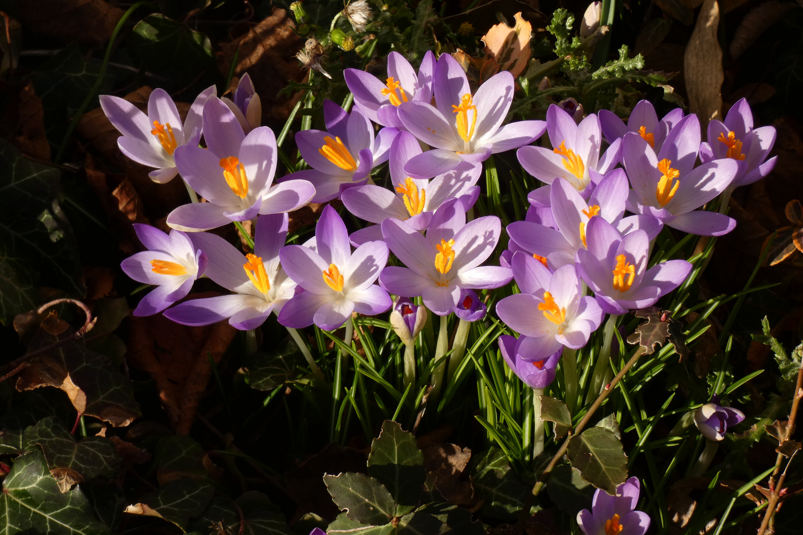 Die Krokusse in meinem Vorgarten