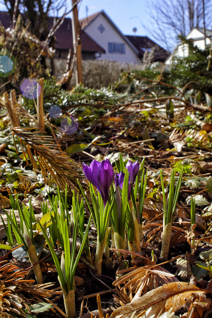 Die Krokusse kommen 1