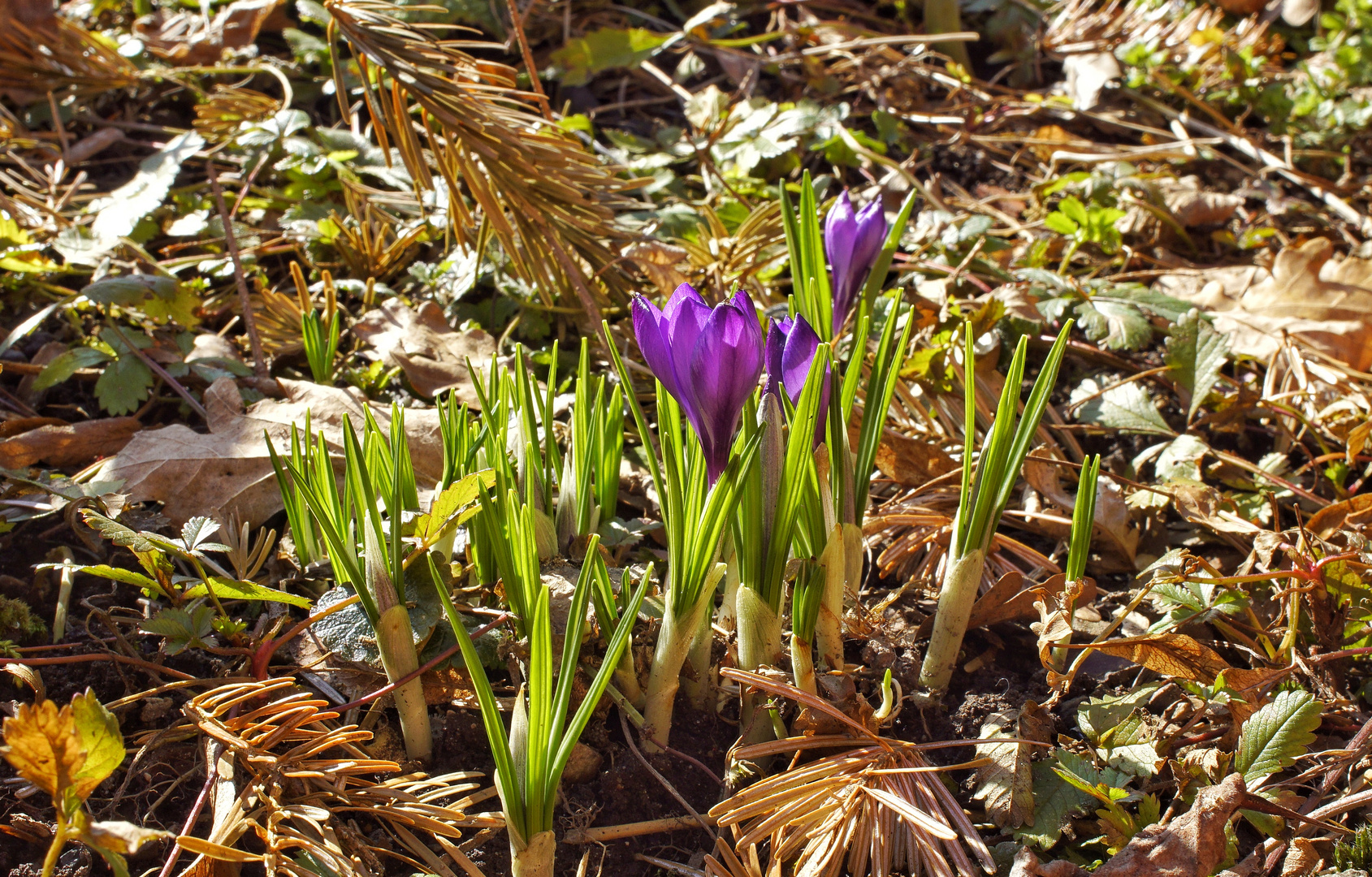 Die Krokusse kommen 2