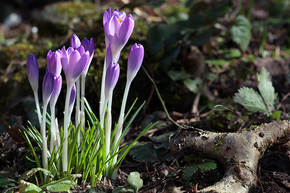 die Krokusse leuchten