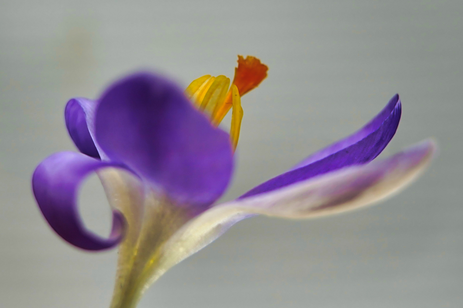 die Krokusse sind da...