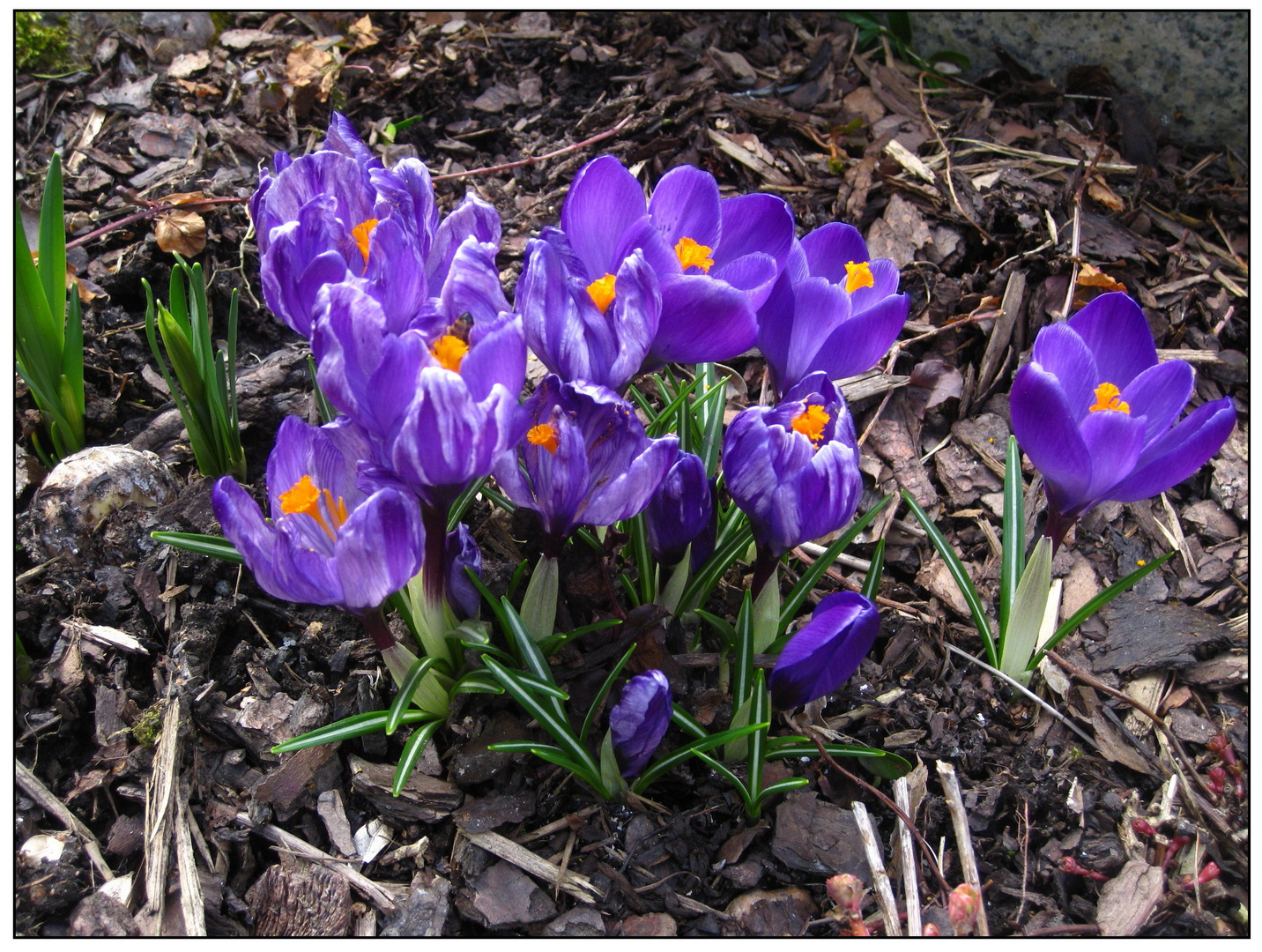 Die Krokusse sind da...