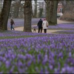 die Krokusse von Husum