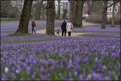 die Krokusse von Husum