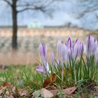 Die Krokusse von Sanssouci ...