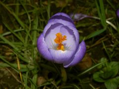 Die Krokusse warten auf die Sonne