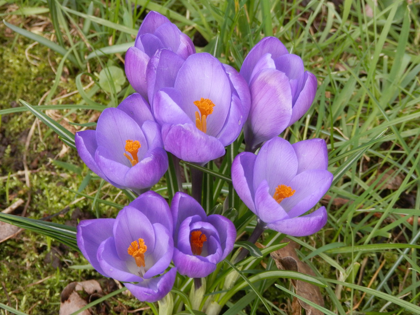 Die Krokusse warten auf die Sonne