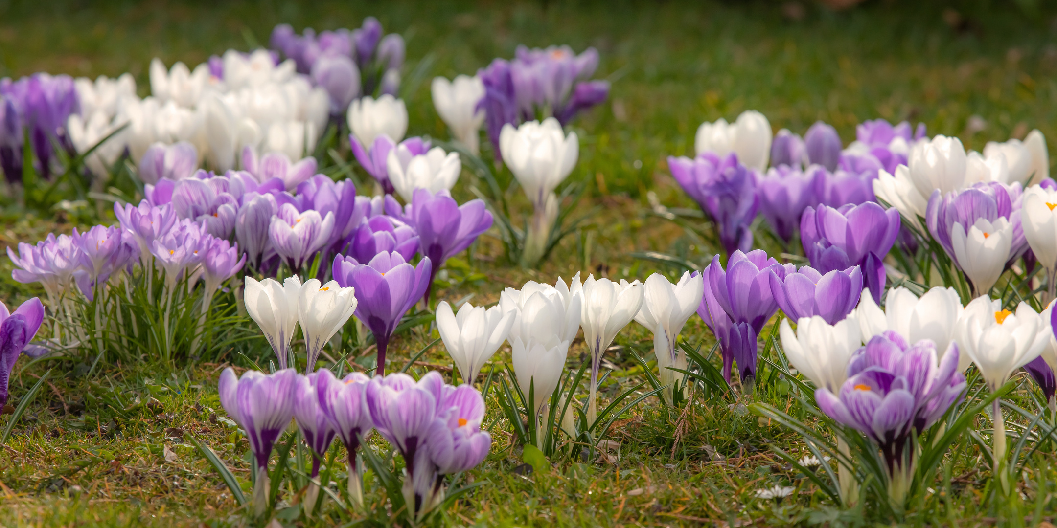 Die Krokuswiese...