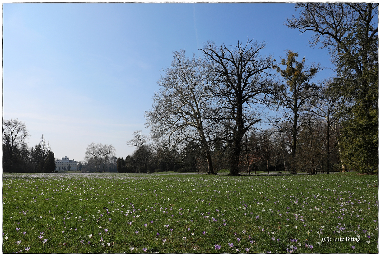 Die Krokuswiese von Wörlitz