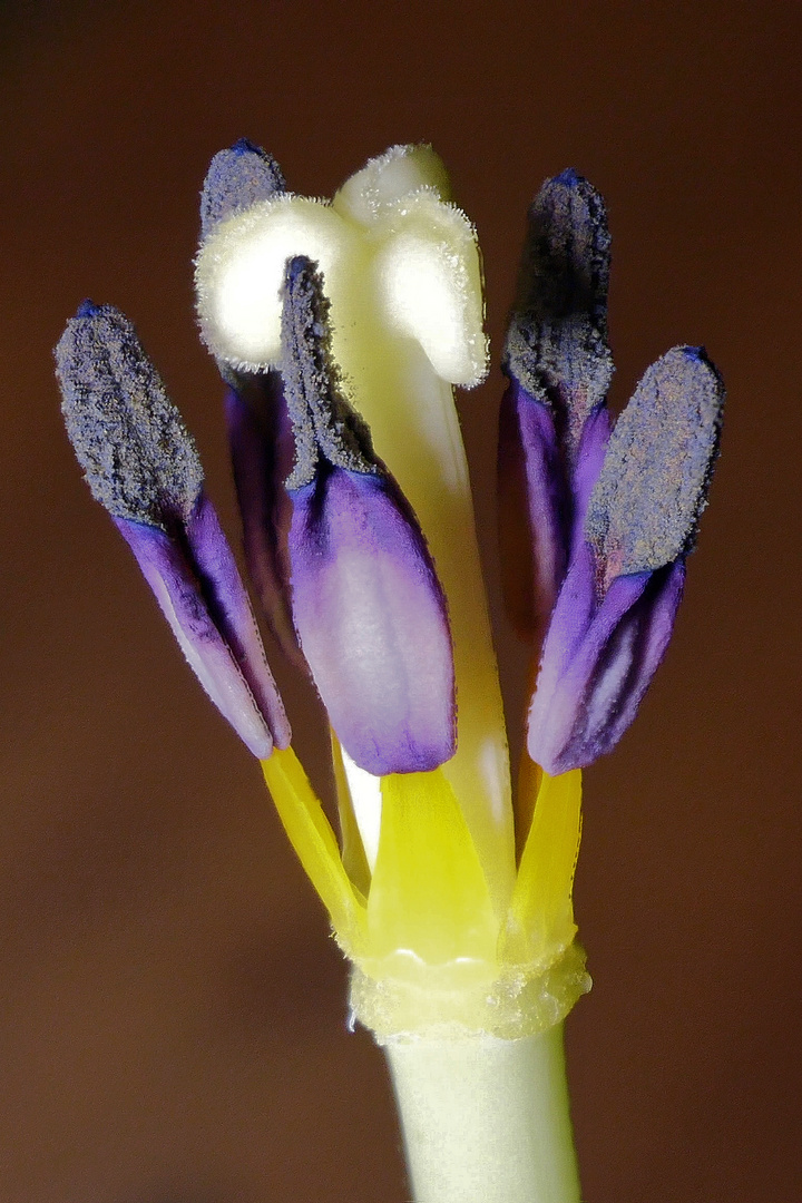 die Kronblätter der Tulpe sind abgefallen,