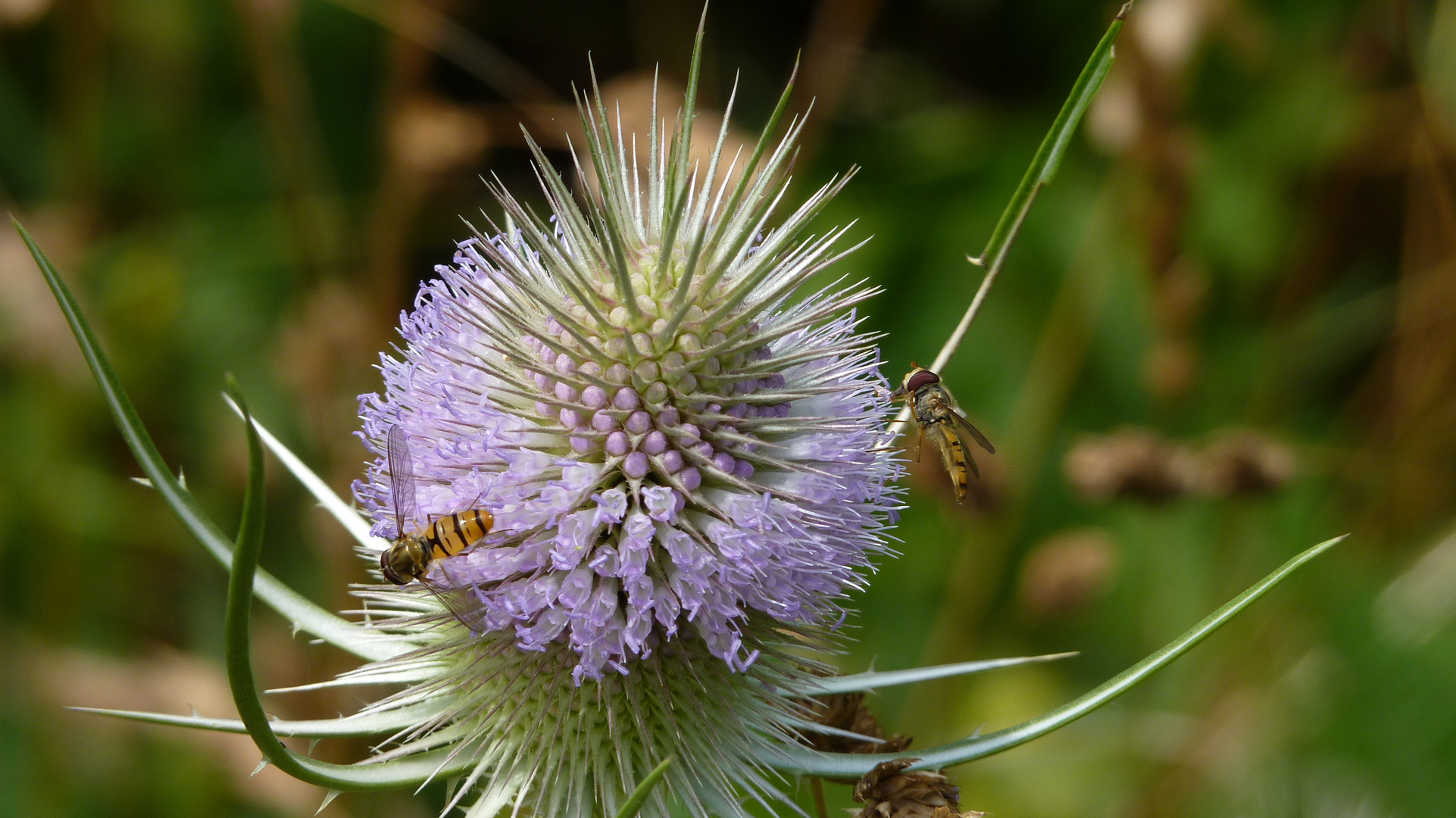 Die Krone der Distel