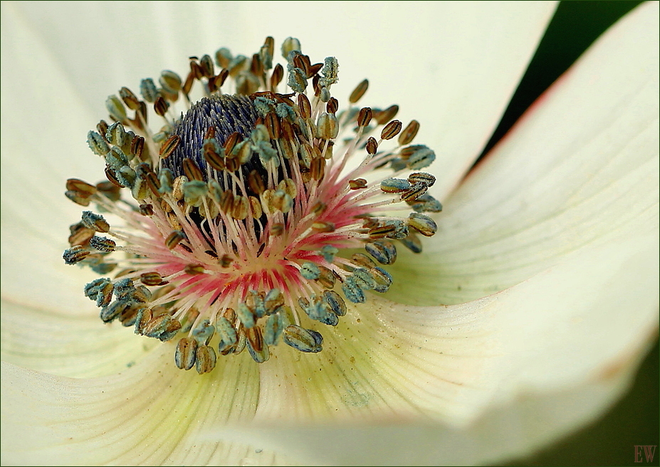 die Kronen-Anemone...