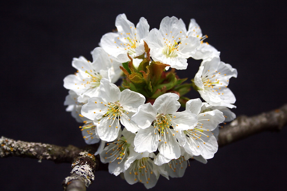 Die Kronenblüte von emchen 