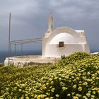 Die Kronenwucherblume vor einer Kapelle