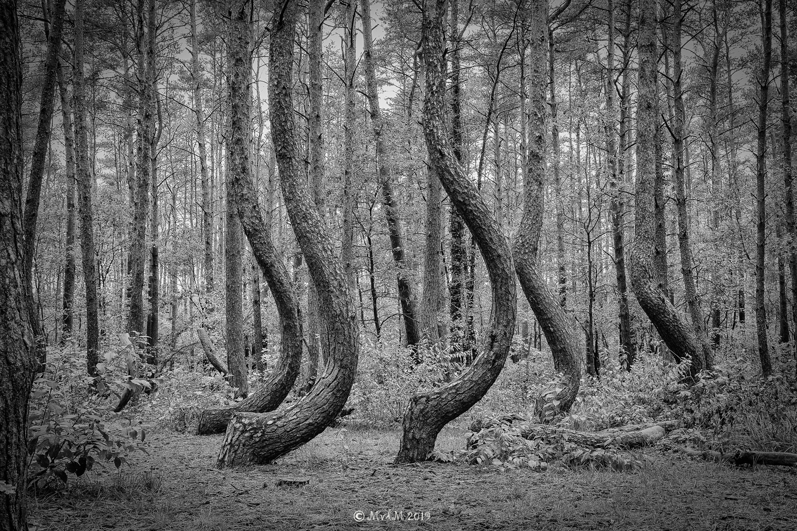 Die krummen Bäume im Wald