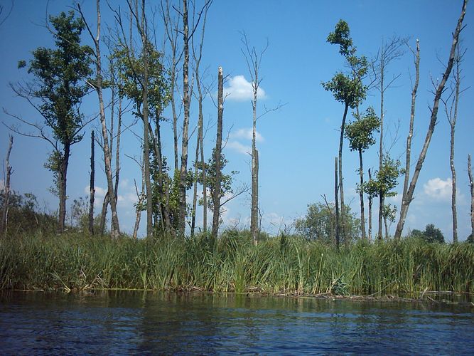 Die Krutinna (Masuren/Ostpreußen)