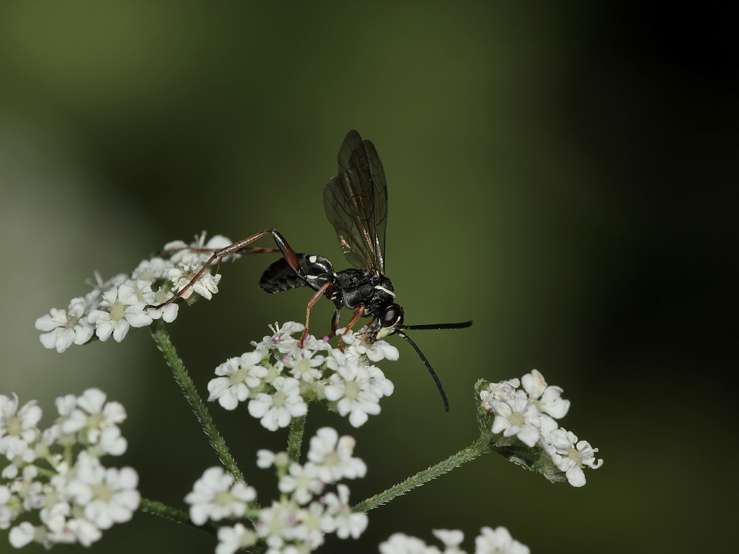 Die Kuckucks-Wegwespe (Ceropales maculata) ...