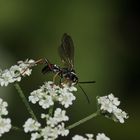 Die Kuckucks-Wegwespe (Ceropales maculata) ...